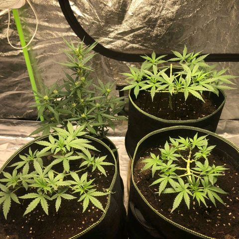 Tropicana wedding cake  growlog timeline photo