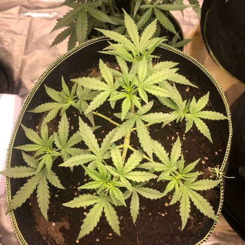 Tropicana wedding cake  growlog timeline photo