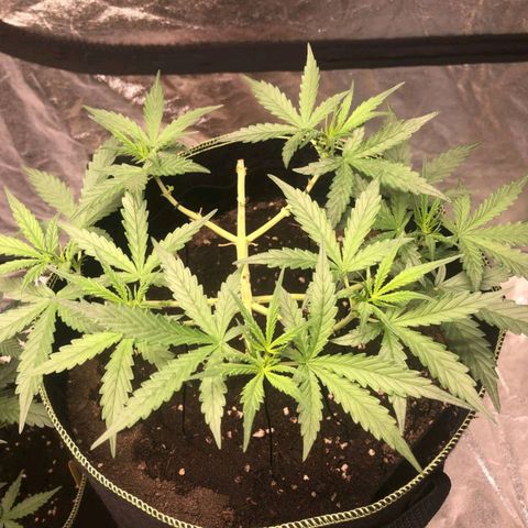 Tropicana wedding cake  growlog timeline photo