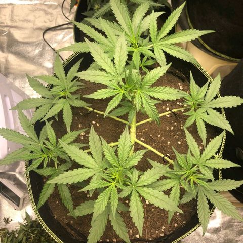 Tropicana wedding cake  growlog timeline photo