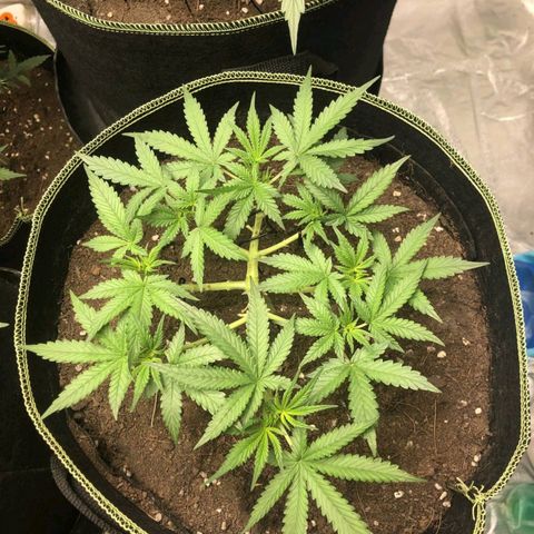 Tropicana wedding cake  growlog timeline photo