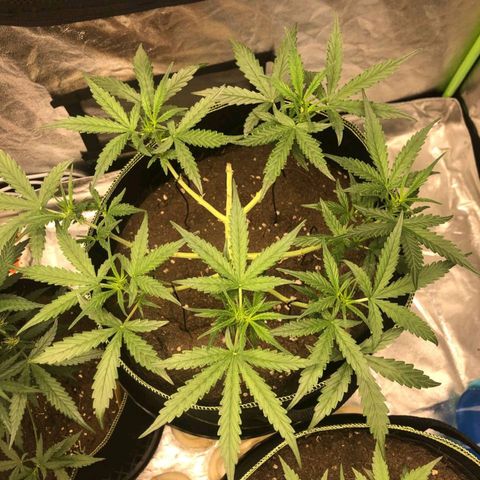 Tropicana wedding cake  growlog timeline photo