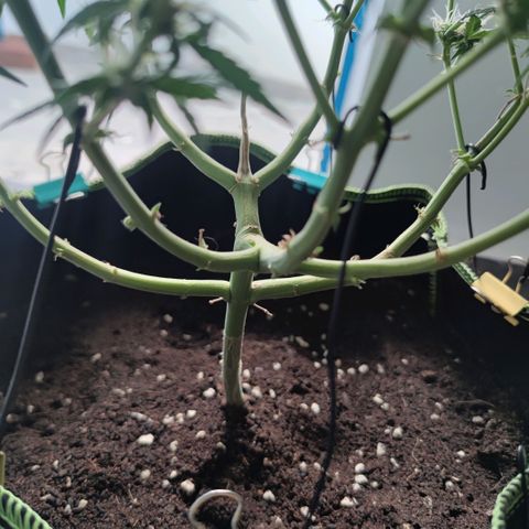 Tropicana wedding cake  growlog timeline photo