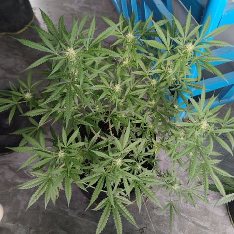 Tropicana wedding cake  growlog timeline photo