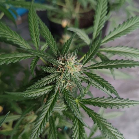 Tropicana wedding cake  growlog timeline photo