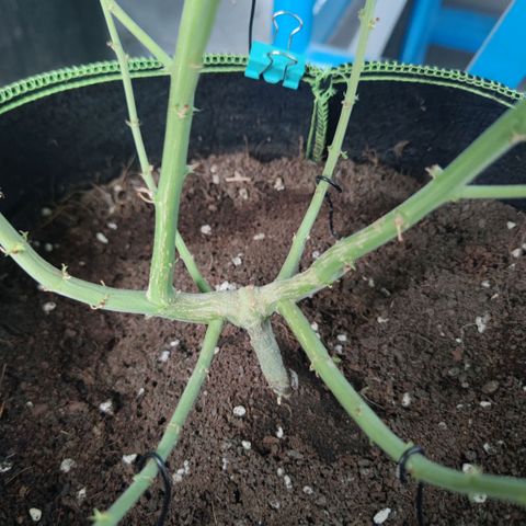 Tropicana wedding cake  growlog timeline photo