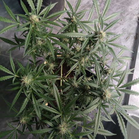 Tropicana wedding cake  growlog timeline photo
