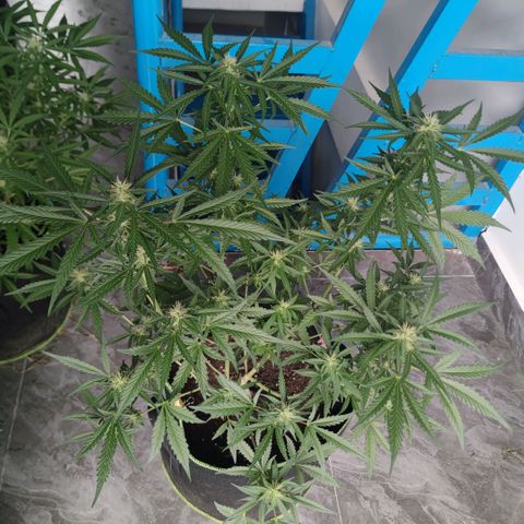 Tropicana wedding cake  growlog timeline photo