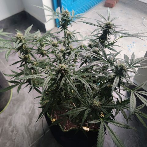 Tropicana wedding cake  growlog timeline photo