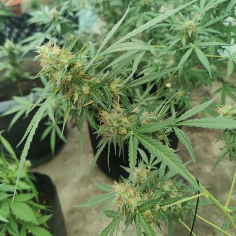 Tropicana wedding cake  growlog timeline photo
