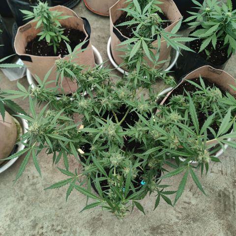 Tropicana wedding cake  growlog timeline photo