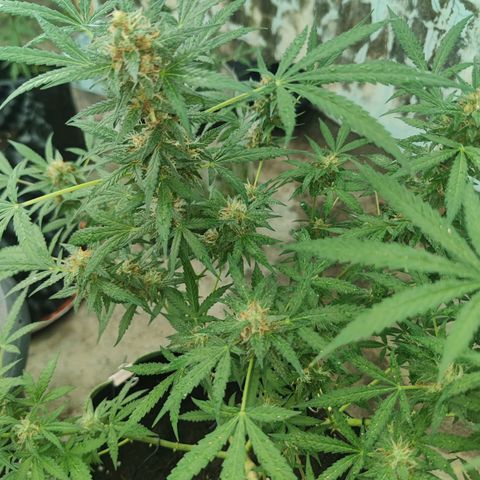 Tropicana wedding cake  growlog timeline photo