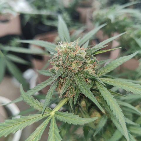 Tropicana wedding cake  growlog timeline photo