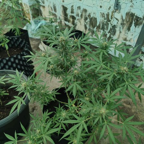 Tropicana wedding cake  growlog timeline photo