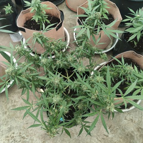 Tropicana wedding cake  growlog timeline photo