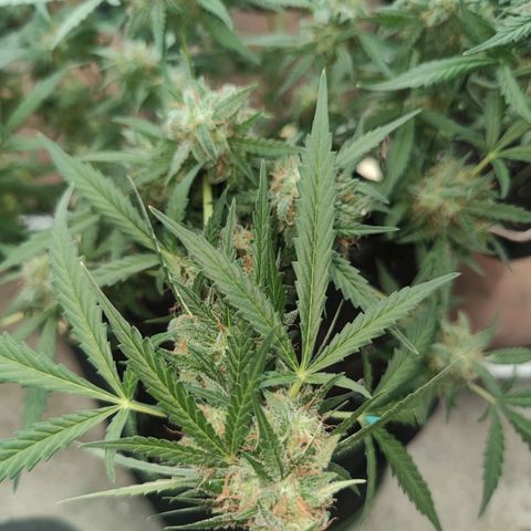 Tropicana wedding cake  growlog timeline photo
