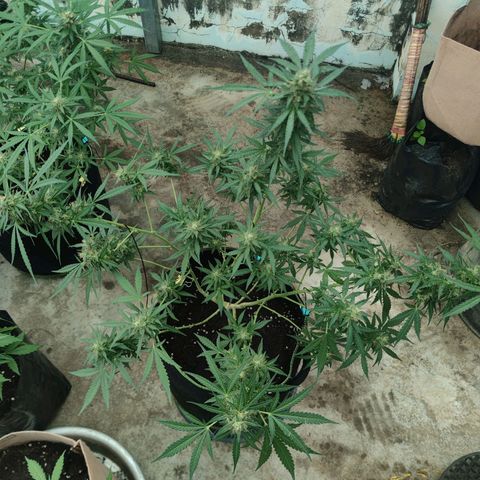 Tropicana wedding cake  growlog timeline photo