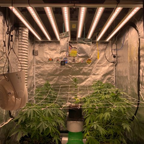 Sticky Gorilla growlog photo: First scrog