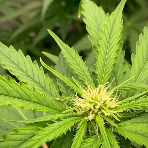 Sticky Gorilla growlog photo: Flowering