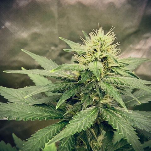 Banana Daddy growlog timeline photo
