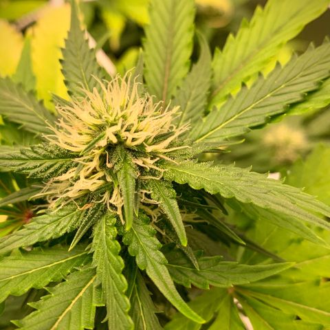 Sticky Gorilla growlog photo: Flowering