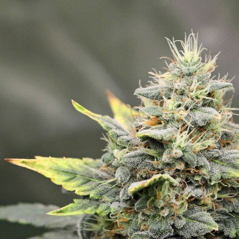 Banana Daddy growlog timeline photo