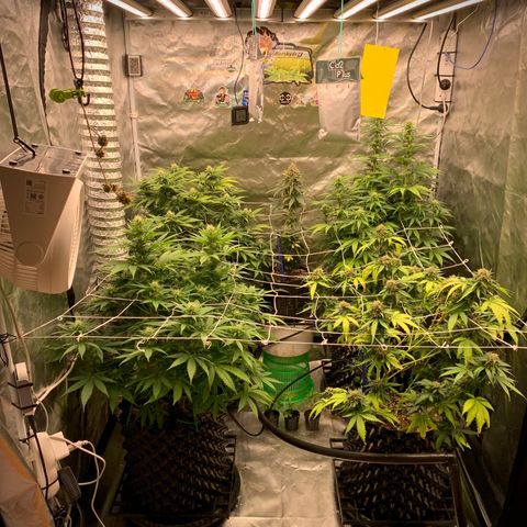 Sticky Gorilla growlog timeline photo