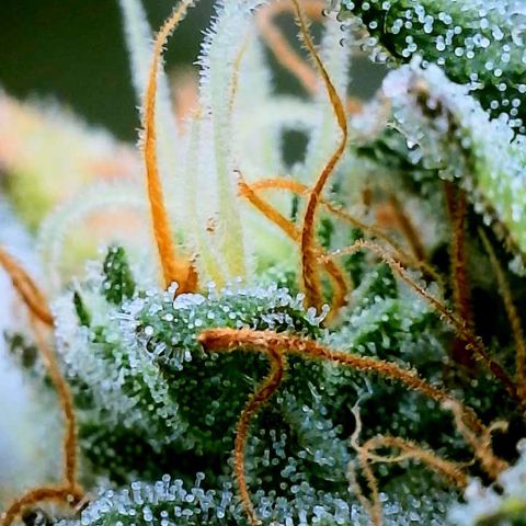 Banana Daddy growlog timeline photo
