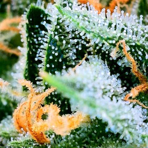 Sticky Gorilla growlog timeline photo