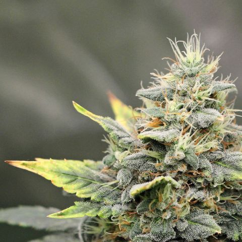 Banana Daddy growlog timeline photo