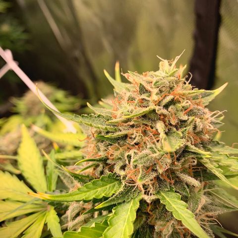 Sticky Gorilla growlog timeline photo