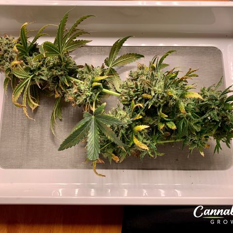 Banana Daddy growlog timeline photo
