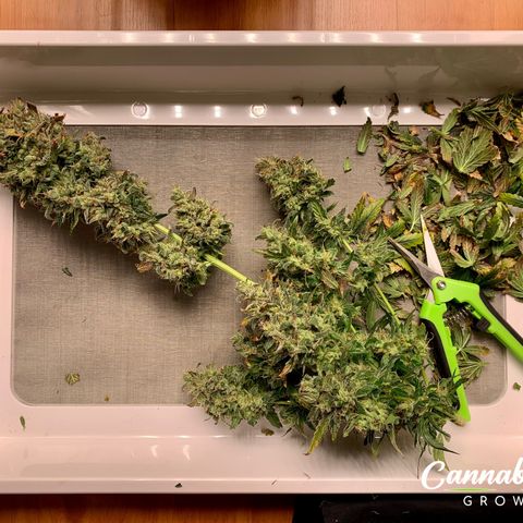 Banana Daddy growlog timeline photo