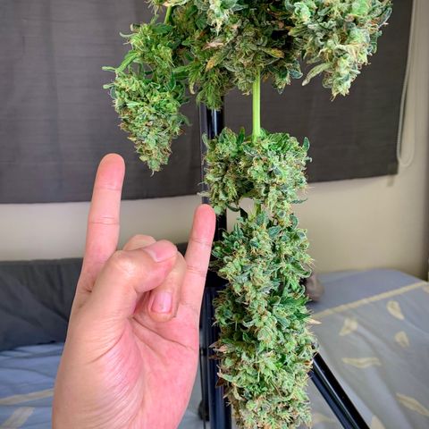 Banana Daddy growlog timeline photo