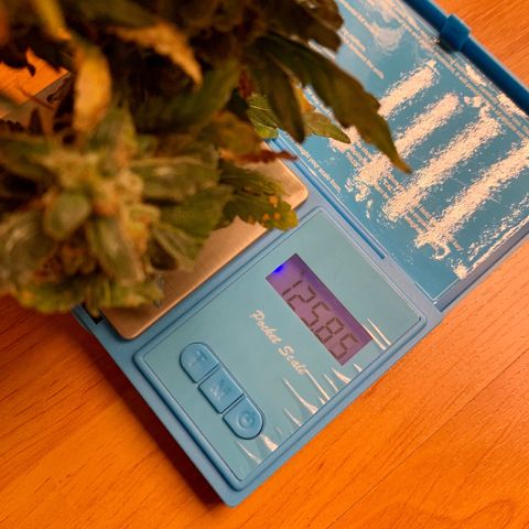 Banana Daddy growlog timeline photo