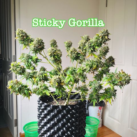 Sticky Gorilla growlog timeline photo