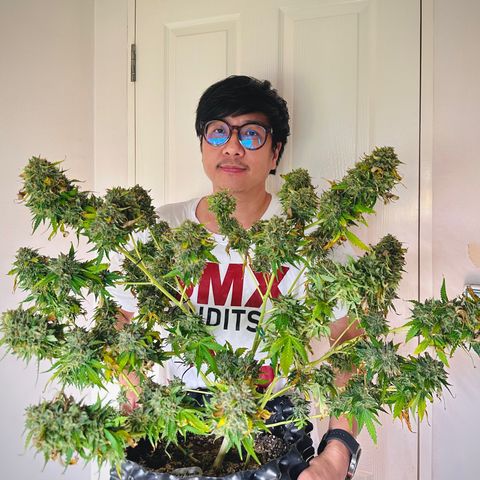 Sticky Gorilla growlog timeline photo