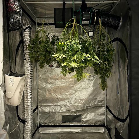 Sticky Gorilla growlog photo: Harvested