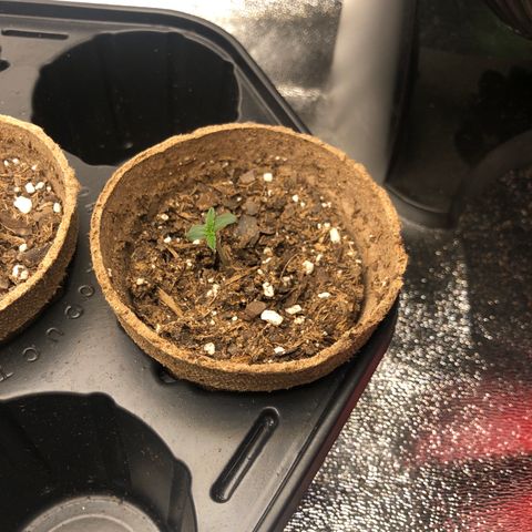 White Widow AUTO #2 growlog photo