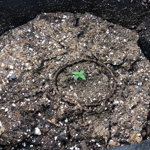 White Widow AUTO #2 growlog photo