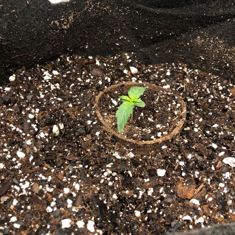 White Widow AUTO #2 growlog photo