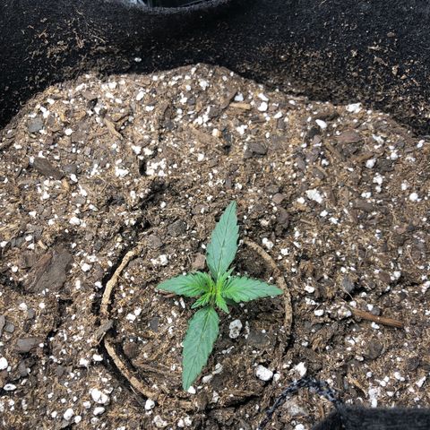 White Widow AUTO #2 growlog timeline photo