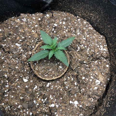 White Widow AUTO #2 growlog timeline photo
