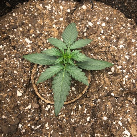 White Widow AUTO #2 growlog timeline photo