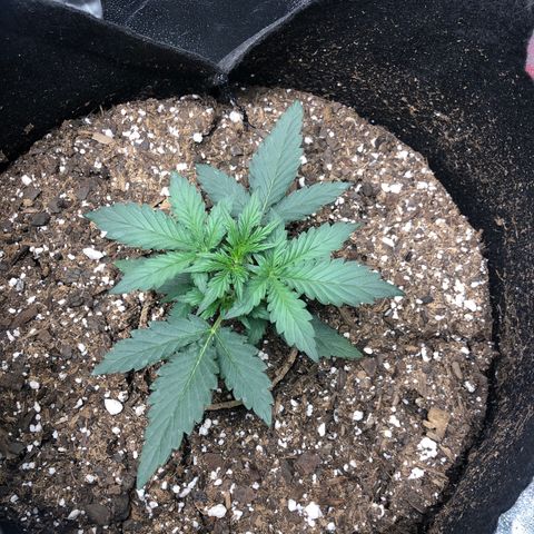 White Widow AUTO #2 growlog timeline photo