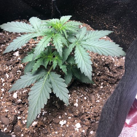 White Widow AUTO #2 growlog timeline photo