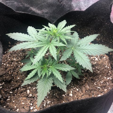White Widow AUTO #2 growlog timeline photo