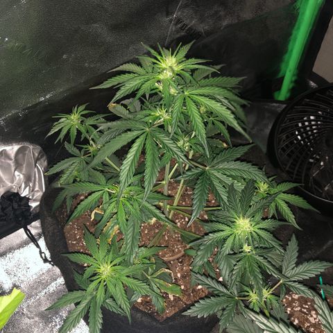 White Widow AUTO #2 growlog timeline photo