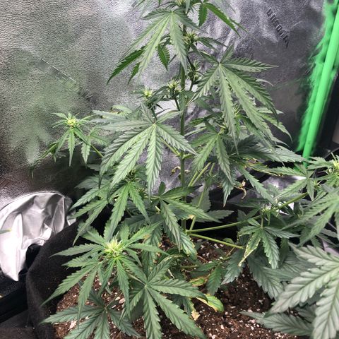 White Widow AUTO #2 growlog timeline photo