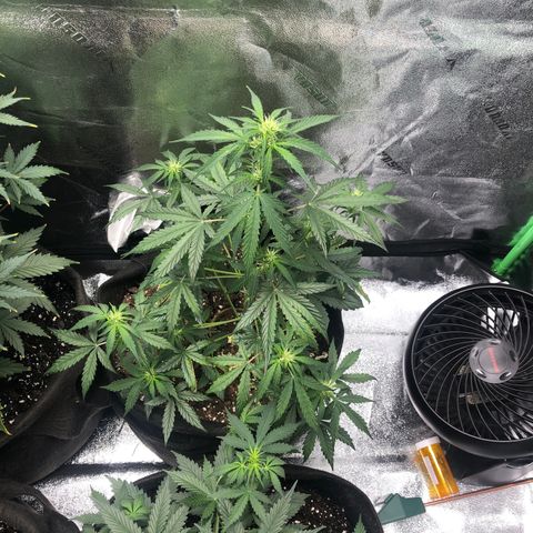 White Widow AUTO #2 growlog timeline photo